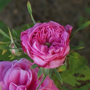 Pоза Роза от художници - розов - Стари рози-Центифолия рози
